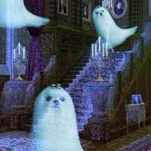 Meet your Posher, Grace